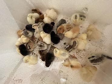 брудер для цыплят: Продаю | Цыплята | Для разведения — 2