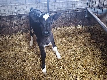 кролик мини лоп: Продаю | Тёлка | Голштин, Швицкая | На откорм, Для разведения, Для молока | Искусственник — 4