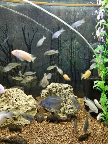 вислоухие котята бишкек цена: Цихлиды-подростки оптом! - бирюзовая акара - голубой дельфин - — 21