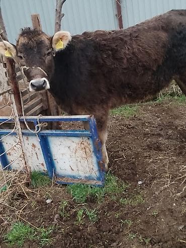 купить теленка бычка: Продаю | Корова (самка) | Швицкая | Для молока | Стельные, Не стельные — 5