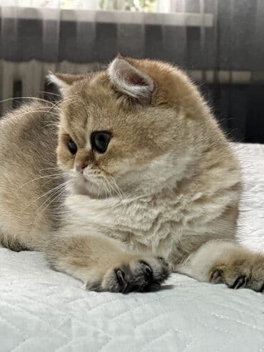 шотландский вислоухий котенок купить: Золотистый британский короткошерстный котенок с плюшевой шерстью и — 6