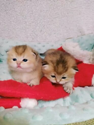 британская кошка серебристая шиншилла: Предлагаем для бронирования чистопородных малышей. Окрас: золотая и — 4