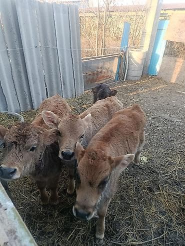 коровы герефорд: Продаю | Музоо, торпок | Швицкая | Для разведения | Племенные — 1