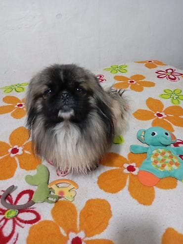 пекинес купить: Пекинес мальчик привит есть паспорт— домашний компаньон Порода — 7