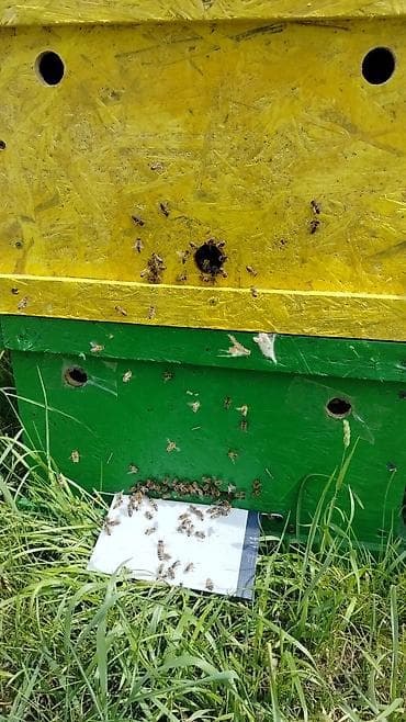 свечи пчелиный воск: Бал челек, аарылар сатылат — 5
