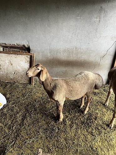 вислоухие кошки: Продаю | Овца (самка) | Для разведения | Матка — 3