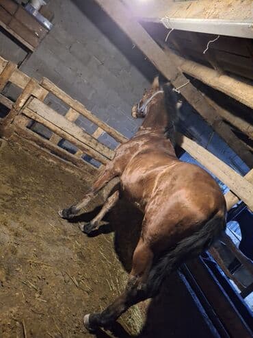 Продаю | Жеребец | Полукровка | Для разведения, Рабочий, Конный спорт