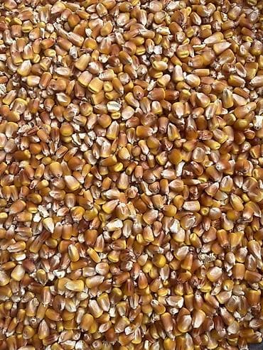 торро кукуруза: Кукуруза зерновая, сухая, очищенная. - Фракция: цельное зерно — 2