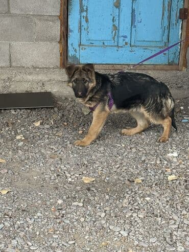 ит итер ош: Немецкая овчарка, 5 месяцев, Самец, С прививкой, С родословной — 5