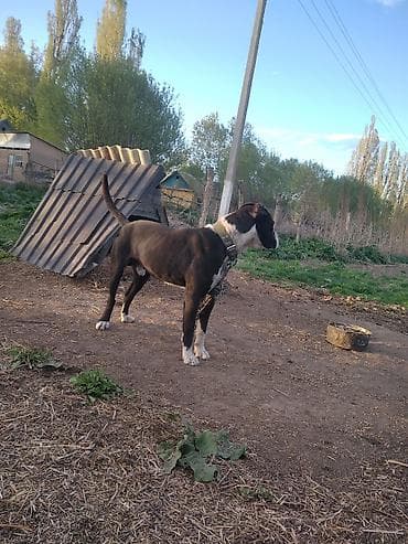 аргентинский дог: Амстафф, Более 5 лет, Самец — 5