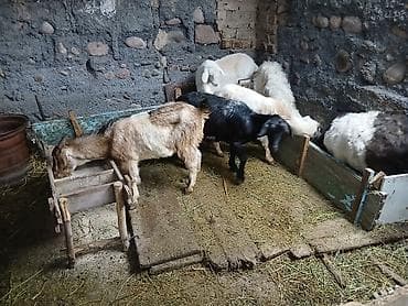 Аквариумдар: Сатам | Эчки (ургаачы) | Аргын | Көбөйтүү үчүн — 1