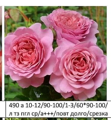 платье рапунцель: Саженцы — 7