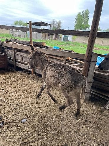 Осёл (молодой) с густой кудрявой шерстью серо-бурого окраса