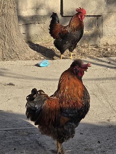 А\ч жаныбралары үчүн товарлар жана шаймандар: Сатам | Короздор | Көбөйтүү үчүн — 3