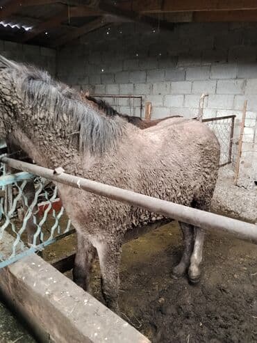 продажа охотничьих собак: Продаю | Жеребенок | Для разведения | Мерин — 5