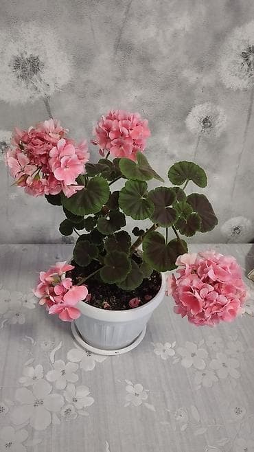 розы в колбе: Пеларгония (герань) в горшке – комнатные цветы с крупными шаровидными — 3