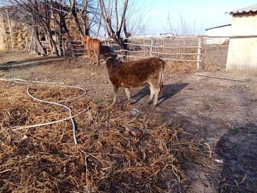 собаки рынок в бишкеке цены: Продаю | Тёлка | Для разведения — 6