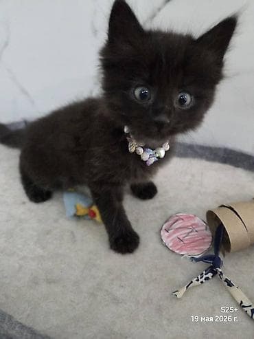 я ищу котёнка: Кошка даром: Беспородная, 2 месяца, Девочка — 7