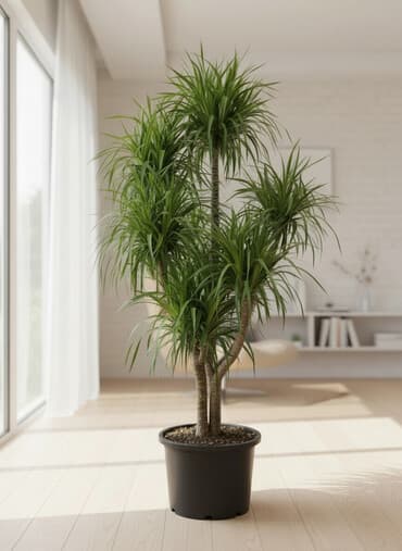 Пальмы,ДраценыКофейные деревья, и тд. Растения для интерьера at lalafo.kg Пальмы,ДраценыКофейные деревья, и тд. Растения для интерьера