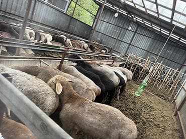 дробилка корма: Продаю | Баран (самец) | На забой | Племенные — 2