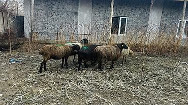 А/ч жаныбарлары үчүн тоюттар: Сатам | Ургаачы кой (ургаачы) — 1