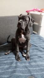 кавказ собака: Продаются щенки кубинского питбультерьера, линейное разведение — 7