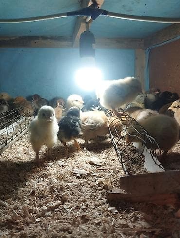 где купить волнистого попугая: Продаю | Цыплята | Домашняя | Для разведения — 5