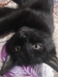 домашние кошки: Ангорская, 2 месяца, Девочка, Белый, Приучена к лотку — 6