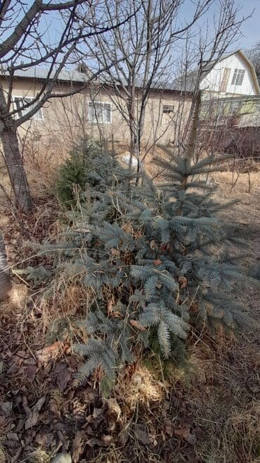 грабли с черенком цена бишкек: Голубой ел #Ёлки — 1