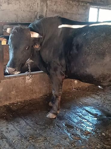 американский кокер спаниель цена: Продаю | Бык (самец) — 4