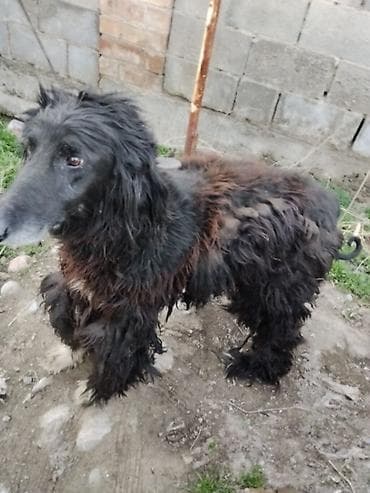 продажа собак хаски: Тайган крупной породы, длинношёрстная. Окрас преимущественно чёрный с — 8