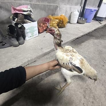 тоджон корейский бройлер: Продаю | Петух | Бойцовая | Для разведения — 1