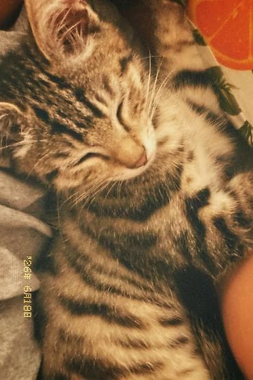 Кошка даром: Бенгальская, 3 месяца, Мальчик, Приучена к лотку — 1
