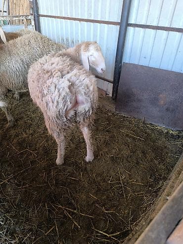 Продаю | Баран (самец) | Арашан | Для разведения | Осеменитель