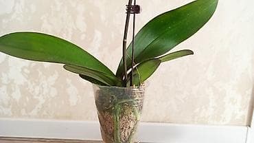 пчело матка: Орхидея фаленопсис Особенности: - Крупные цветки классической формы — 8