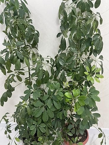 Шеффлера (Schefflera arboricola) в горшках — крупные, сформированные