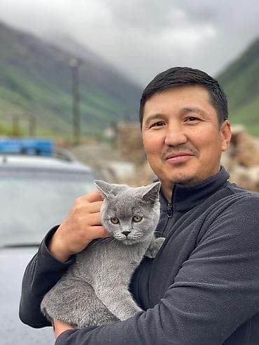 британская вислоухая кошка: Вязка,❤️ вязка,❤️ вязка ❤️💕❤️🤩❤️😘👀🥳 Британская короткошёрстная кошка — 4