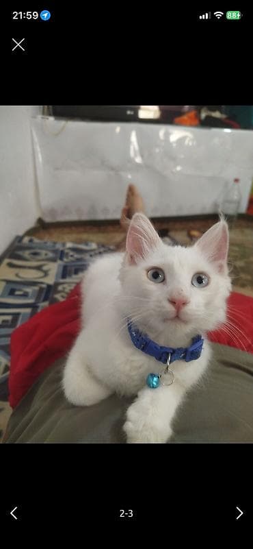 ангорка кошка: Кошка даром: Ангорская, 6 месяцев, Мальчик, Приучена к лотку — 1