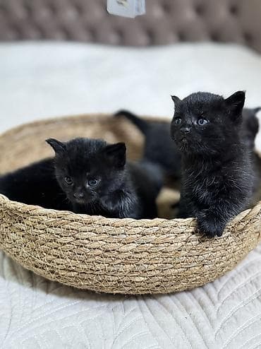 русский черный терьер: Котята от британской кошки (на фото мама). Особенности: - — 1