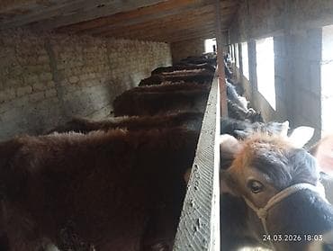 восточно еарапейская овчарка: Продаю | Тёлка | На откорм | Привязанные — 3