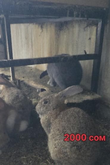 Ветеринар кызматы: Сатам | Коендун бөжөктөрү | Көбөйтүү үчүн — 2