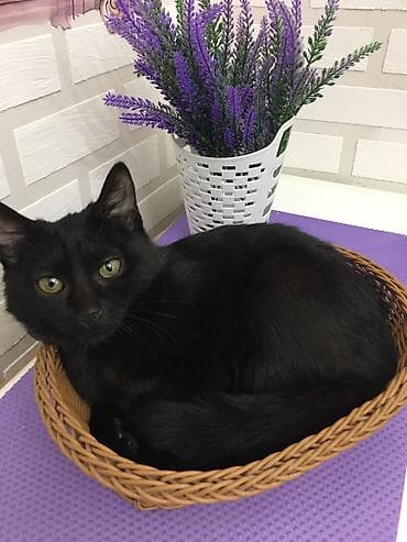 британская кошка цена бишкек: Кошка даром: Бомбейская, 2 месяца, Мальчик — 3