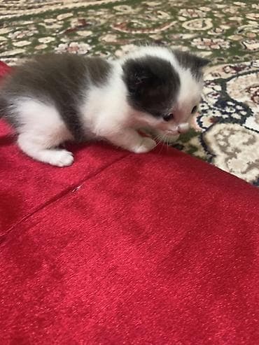 сиамская кошка цена бишкек: 1 месяц, Мальчик, Проглистована, С прививками — 10