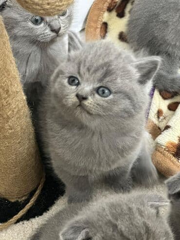 дойный коров: Продаются малыши- британской породы !вислоухие и страйты ! мама с — 4