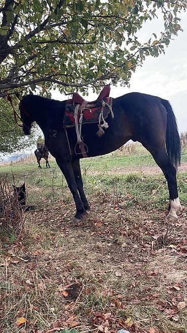 сколько стоит кошка мейн кун: Продаю | Конь (самец) | Полукровка | Рабочий — 6