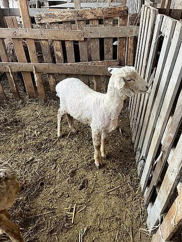 70 сом: Сатам | Эчки (ургаачы) | Көбөйтүү үчүн — 6