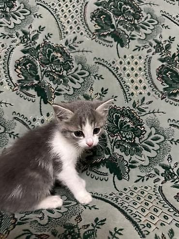 новорожденные котята: Котята, домашние, короткошёрстные. - Описание: игривые и общительные — 3