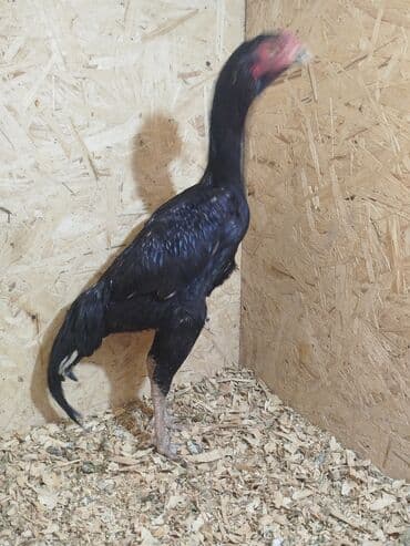 лоток для животных: Дакан короз сатылат алмашу жолдору бар адрес Заря Тынчтык конушу кочо — 2