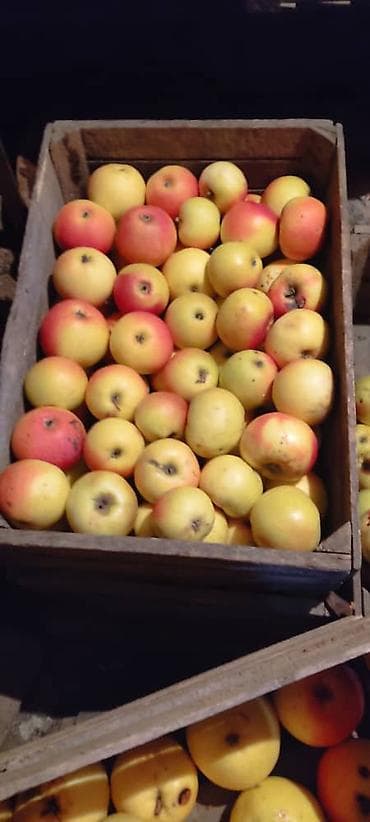 книжные полки бишкек: Яблоки Оптом — 1