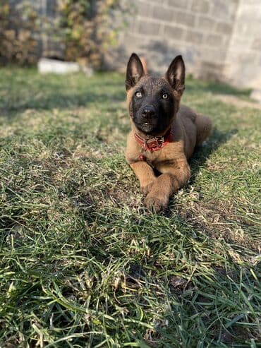 щенки ротвейлера бишкек: В продаже: щенок бельгийской овчарки (малинуа). Описание: - Два — 1